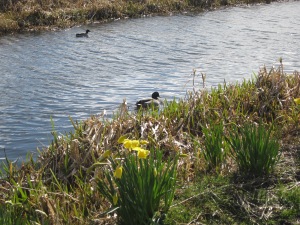 Daffodils and ducks